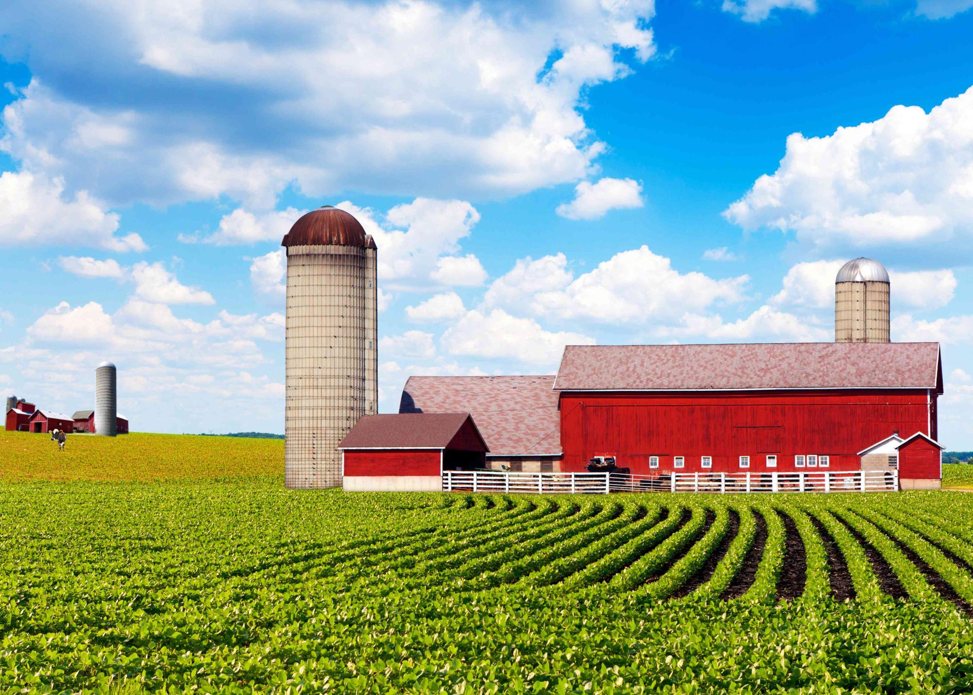 American Farm